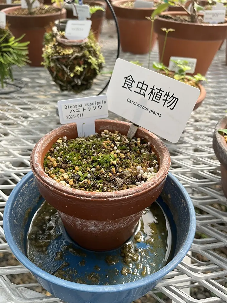 新緑の小石川植物園への画像_10