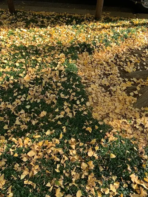 秋の外苑前①の画像_3