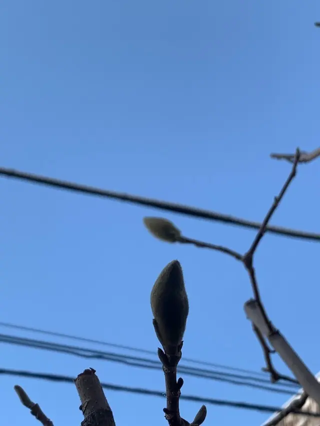 マグノリア　白木蓮