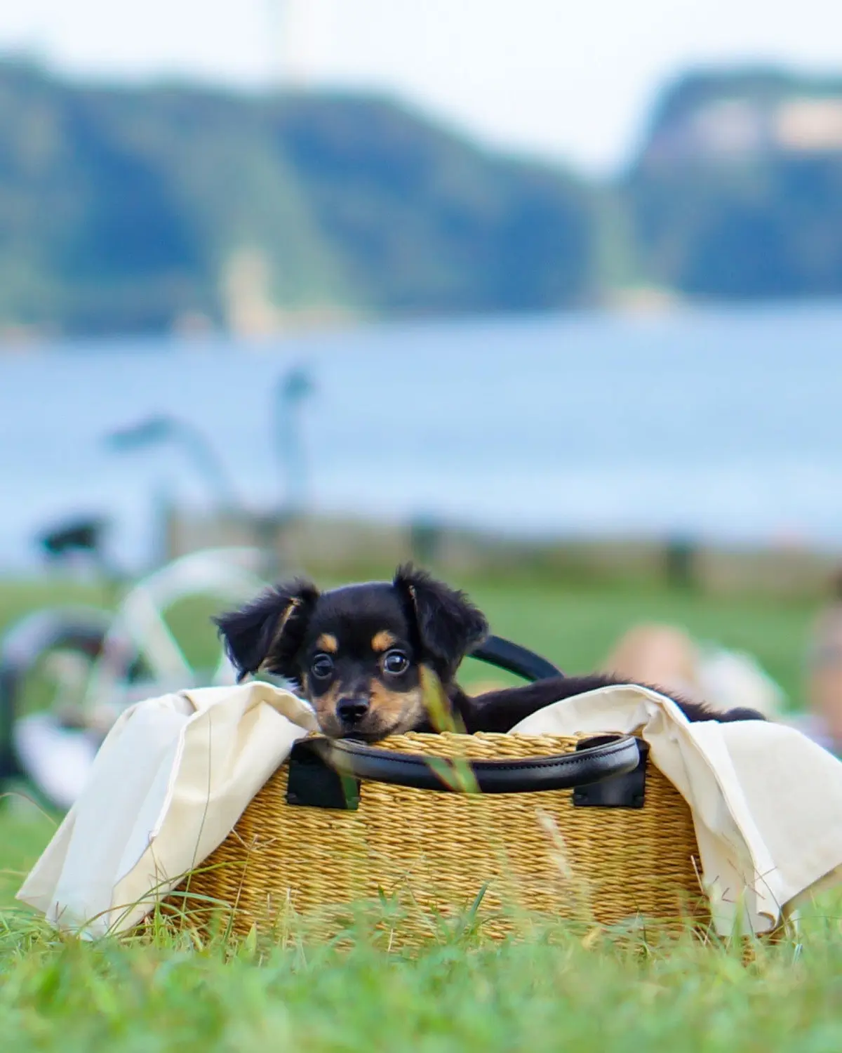 エクラ 華組　佐藤綾子さんの愛犬