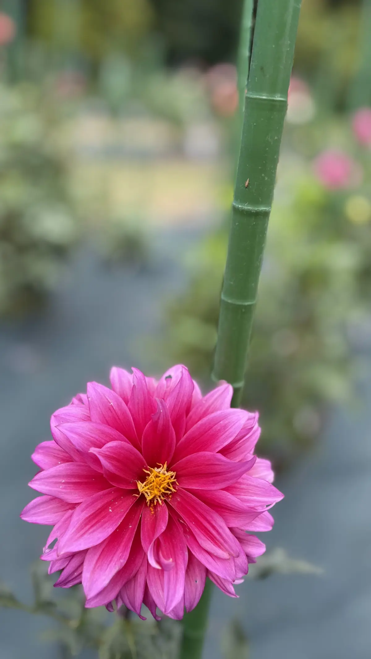 神代植物公園　ダリア　ピンク