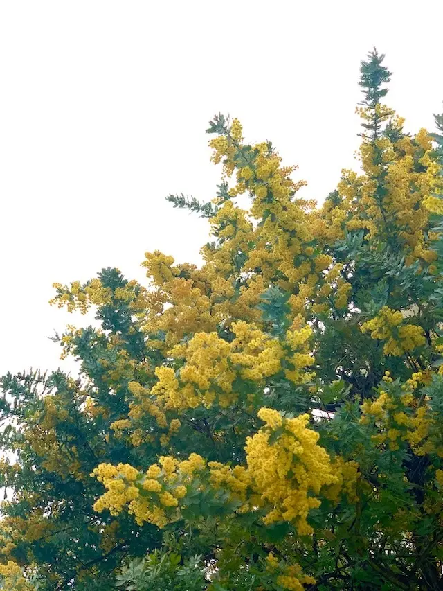 ミモザ　ミモザの日　国際女性デー