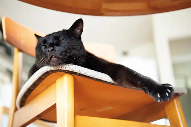 みんなのい るリビングの椅子は目下お気 に入りの場所。いつも手や足 がはみ出している。段ボール や箱に入るのはとにかく好き