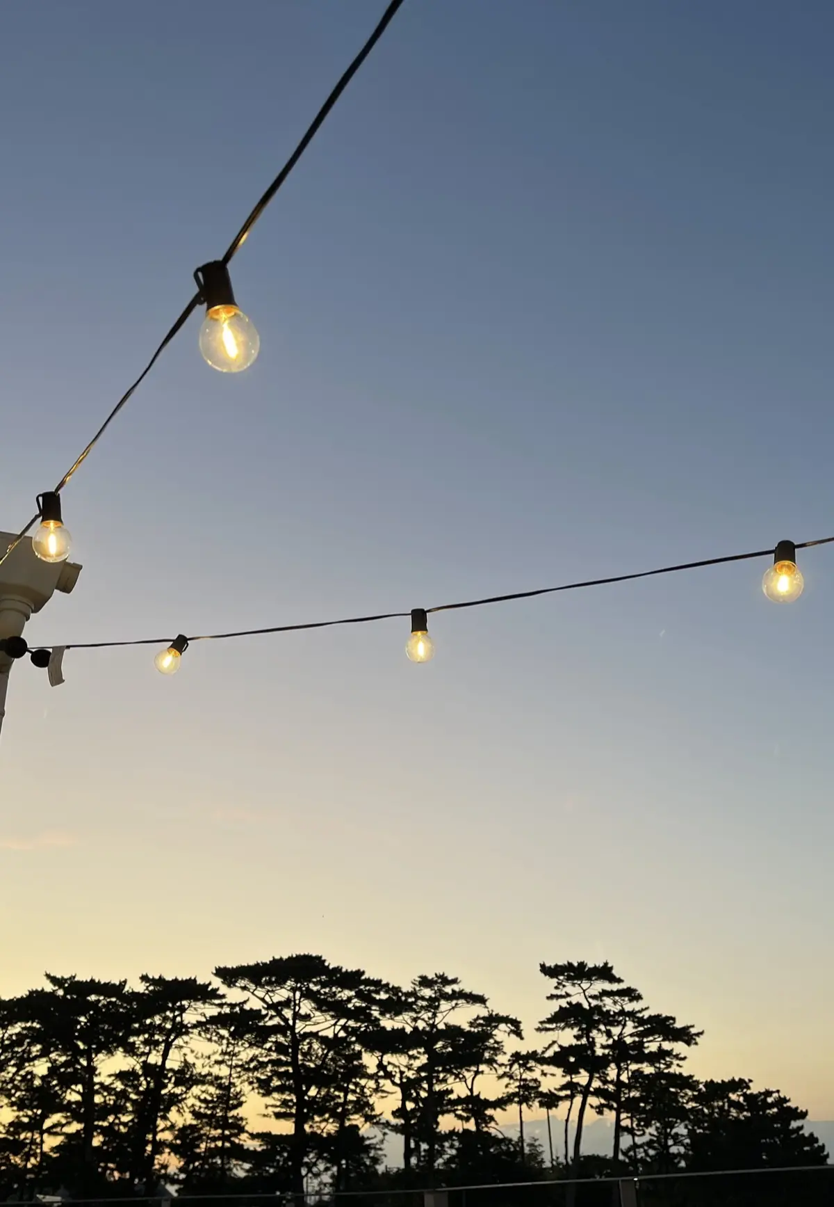 新鮮な魚介とワインで夕涼みの画像_9