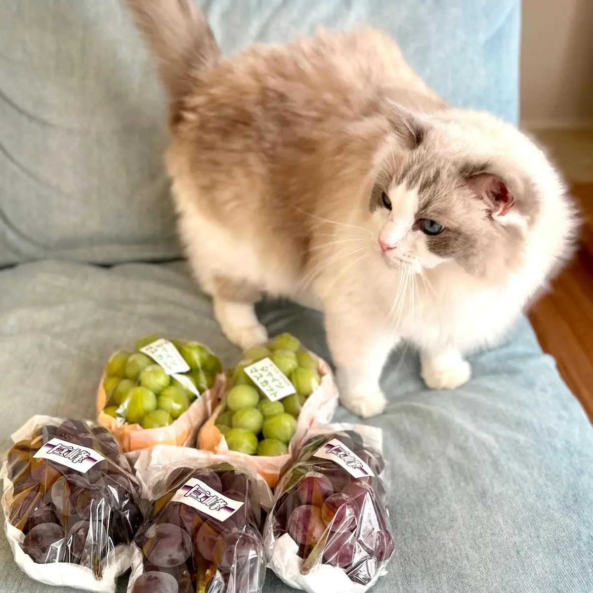 巨峰とシャインマスカットと猫（下の子?）