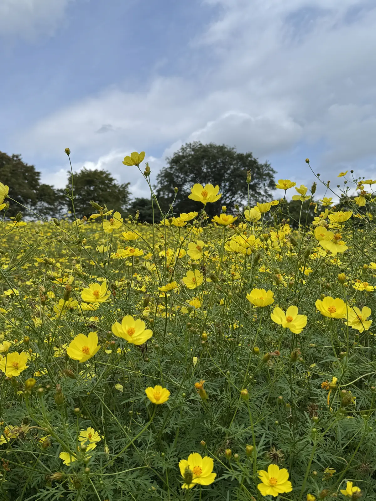 昭和記念公園　キバナコスモス　レモンブライト　花の丘
