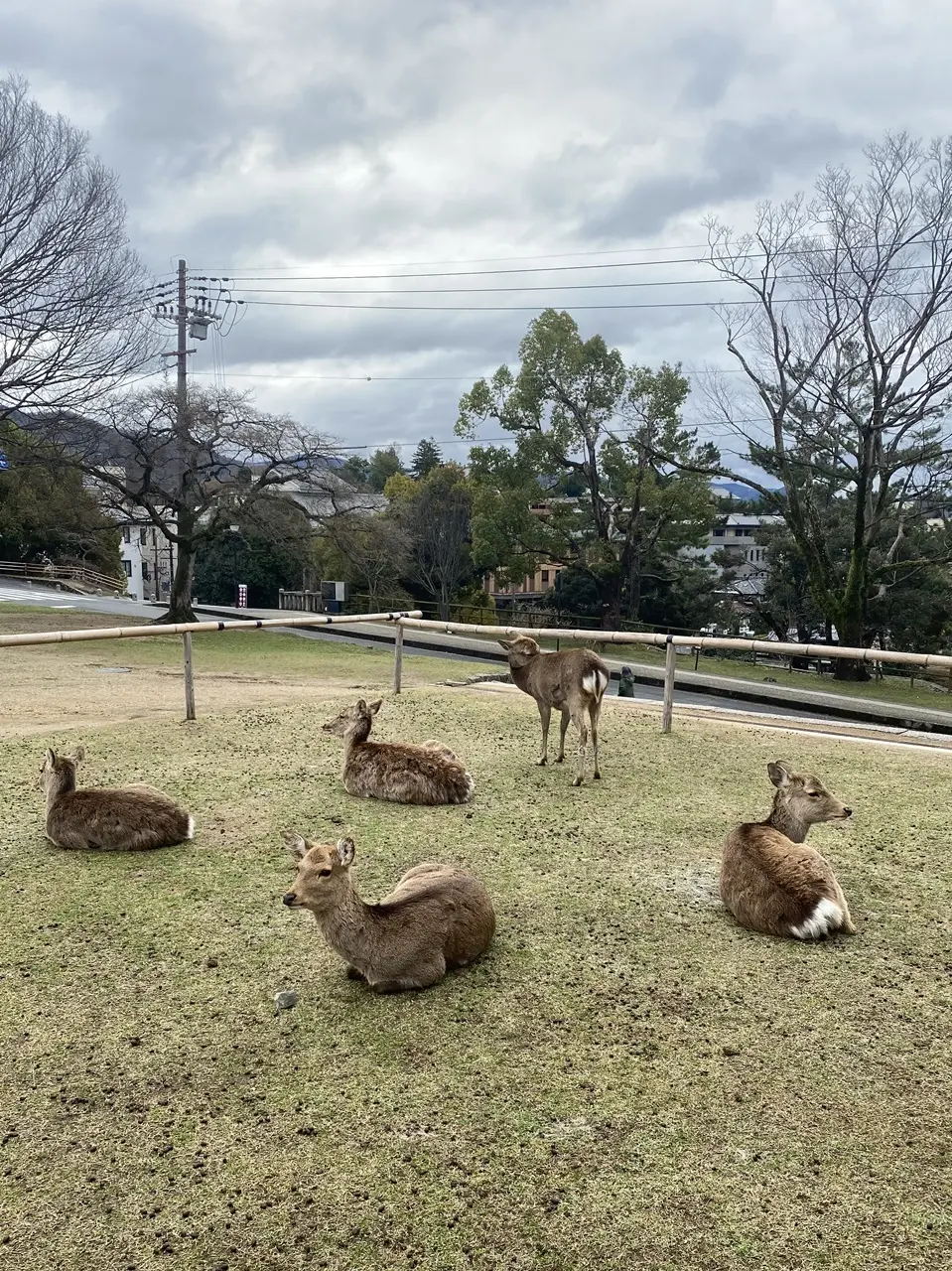 興福寺の鹿