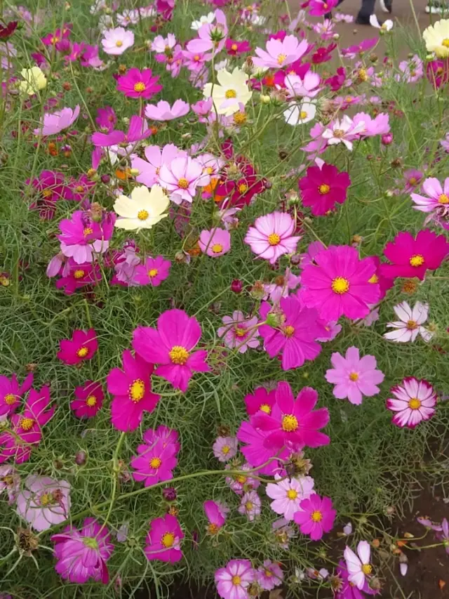 風車とコスモスとパープルスカートのコーデの画像_3