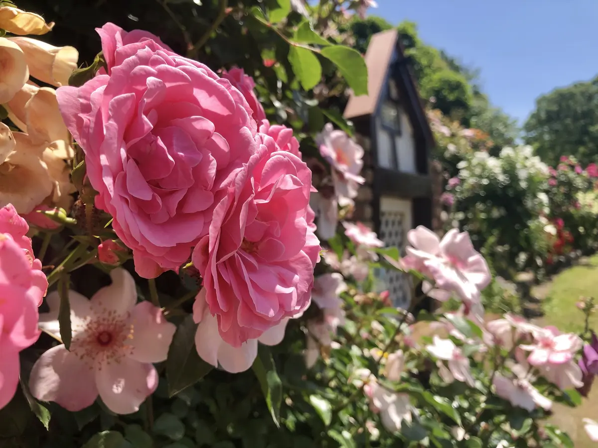 鎌倉の麗しきバラの画像_8