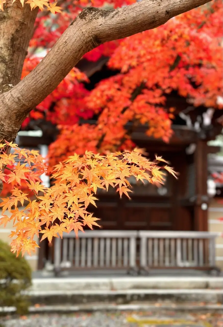 秋の京都巡り♡紅葉の永観堂（禅林寺）〜 の画像_22
