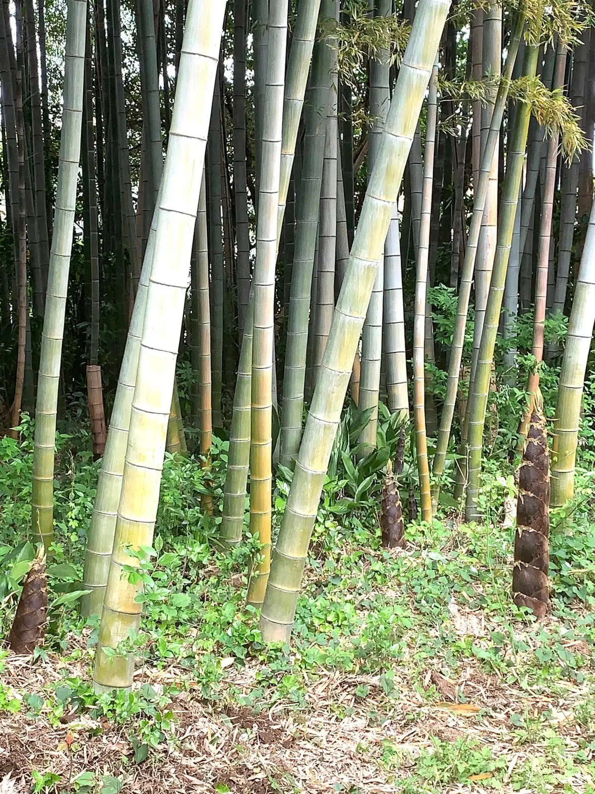 お庭でたけのこ堀してきました。新鮮なタケの画像_1