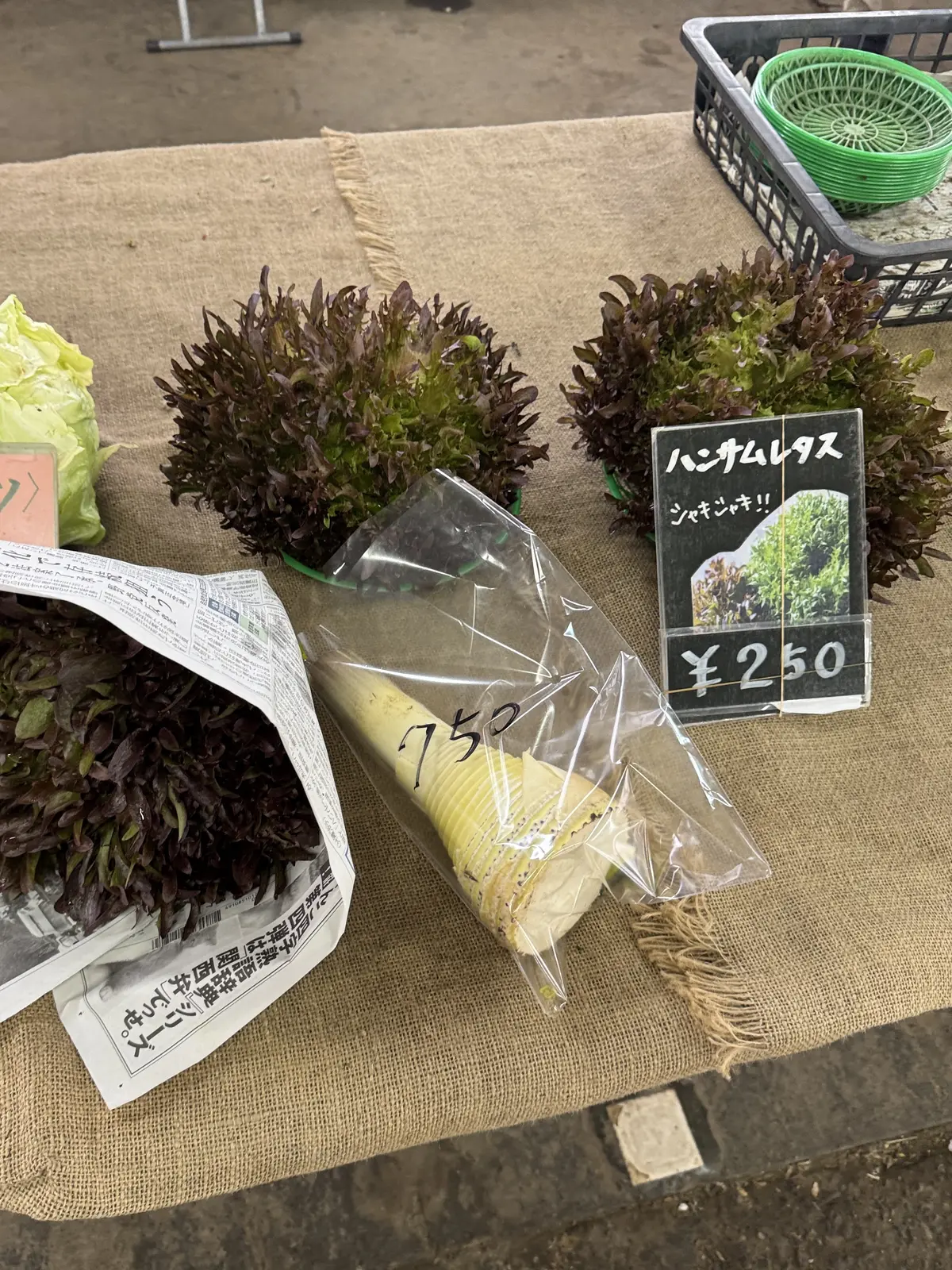 新緑の清々しい風を感じに鎌倉へ🌿の画像_14