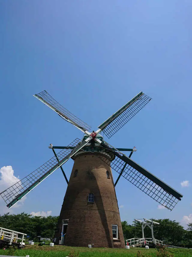 風車のひまわりガーデンの画像_3