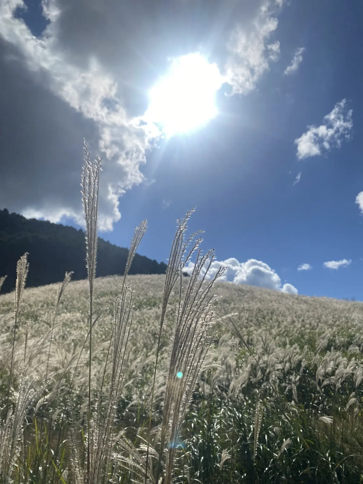 夫とペアールックで箱根の仙石原すすき草原の画像_2