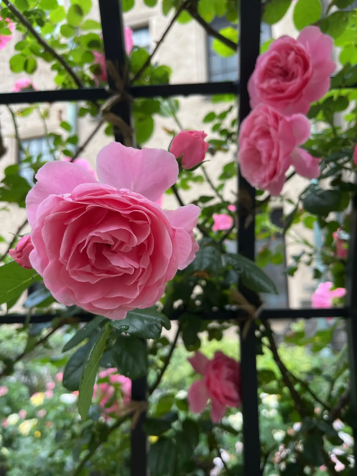 バラとアフタヌーンティーを楽しみにお気にの画像_9