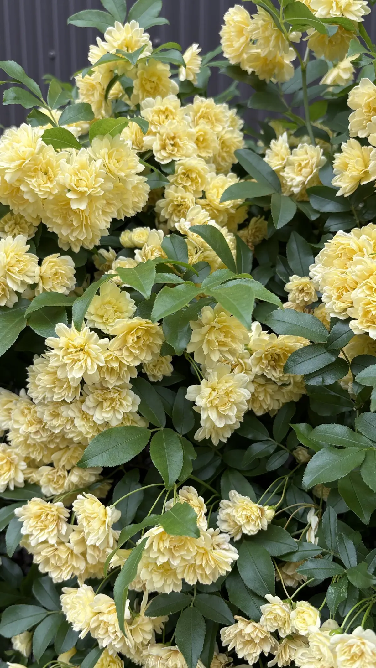 GUメンズデニムコーディネートの画像_12