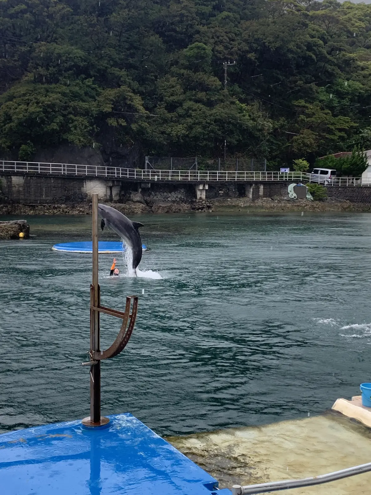 華麗にジャンプを決めるイルカ