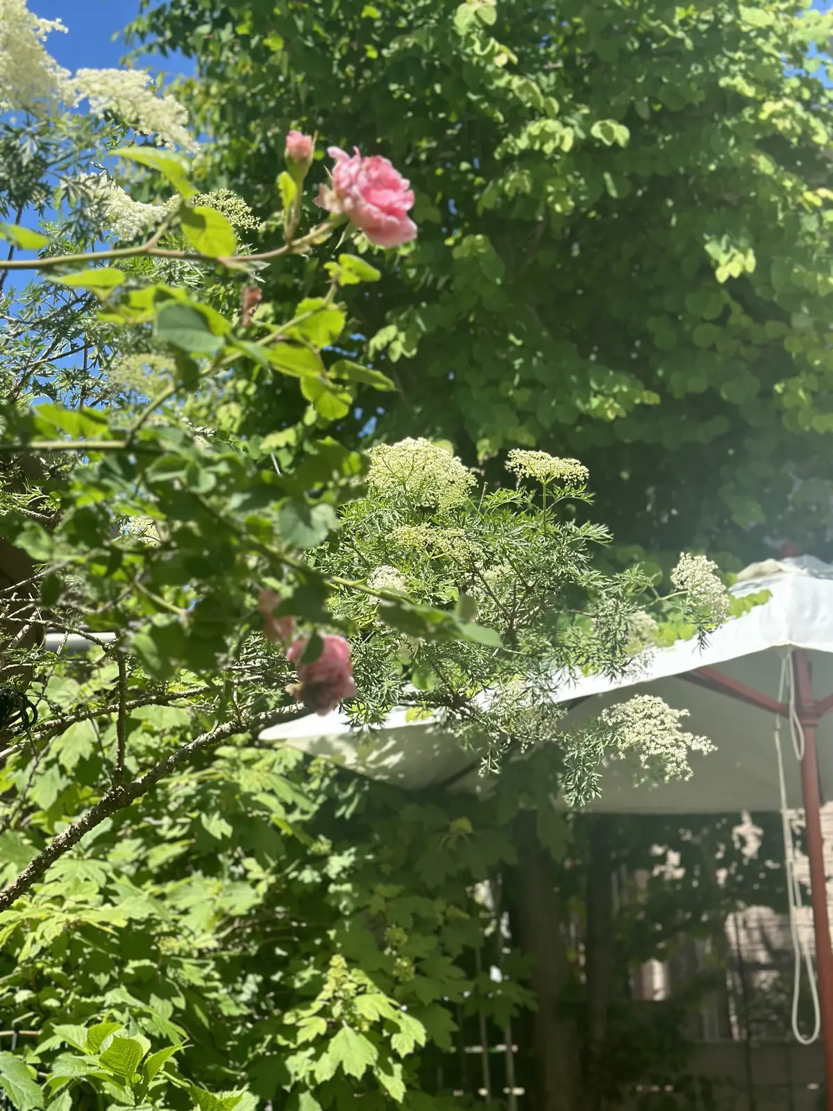 春から初夏へ・・・の画像_5