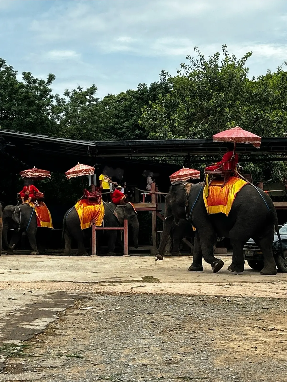 アユタヤ遺跡　象のパーク　タイ　Ayutthaya 　ซากโบราณสถานอยุธยา