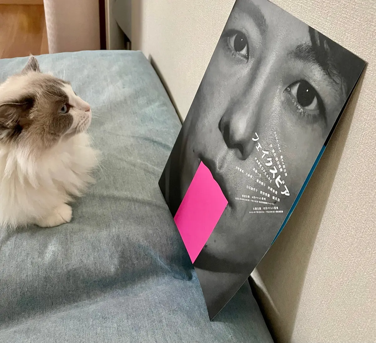 猫とパンフレット