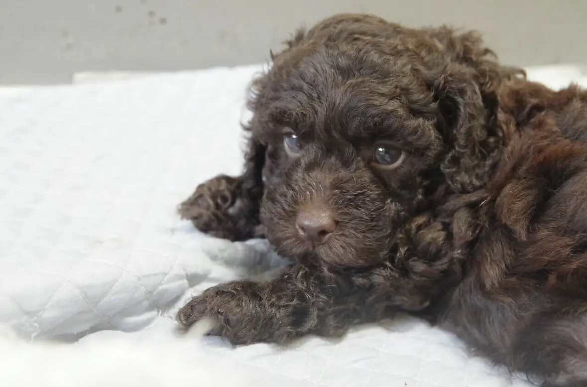 エクラ 華組　根村麻里さんの愛犬