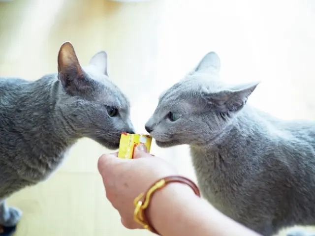 右がPJW、左がボーテ