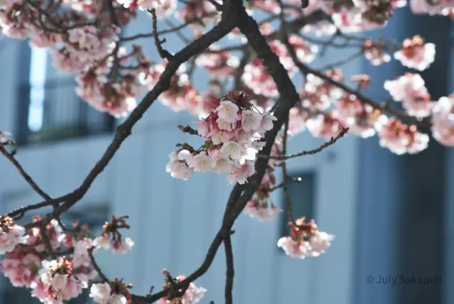 【さかぽんの冒険】早咲きのサクラ@熱海の画像_3