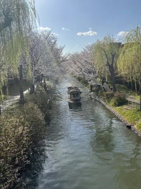 春の伏見で、桜とやさしい時間をの画像_5