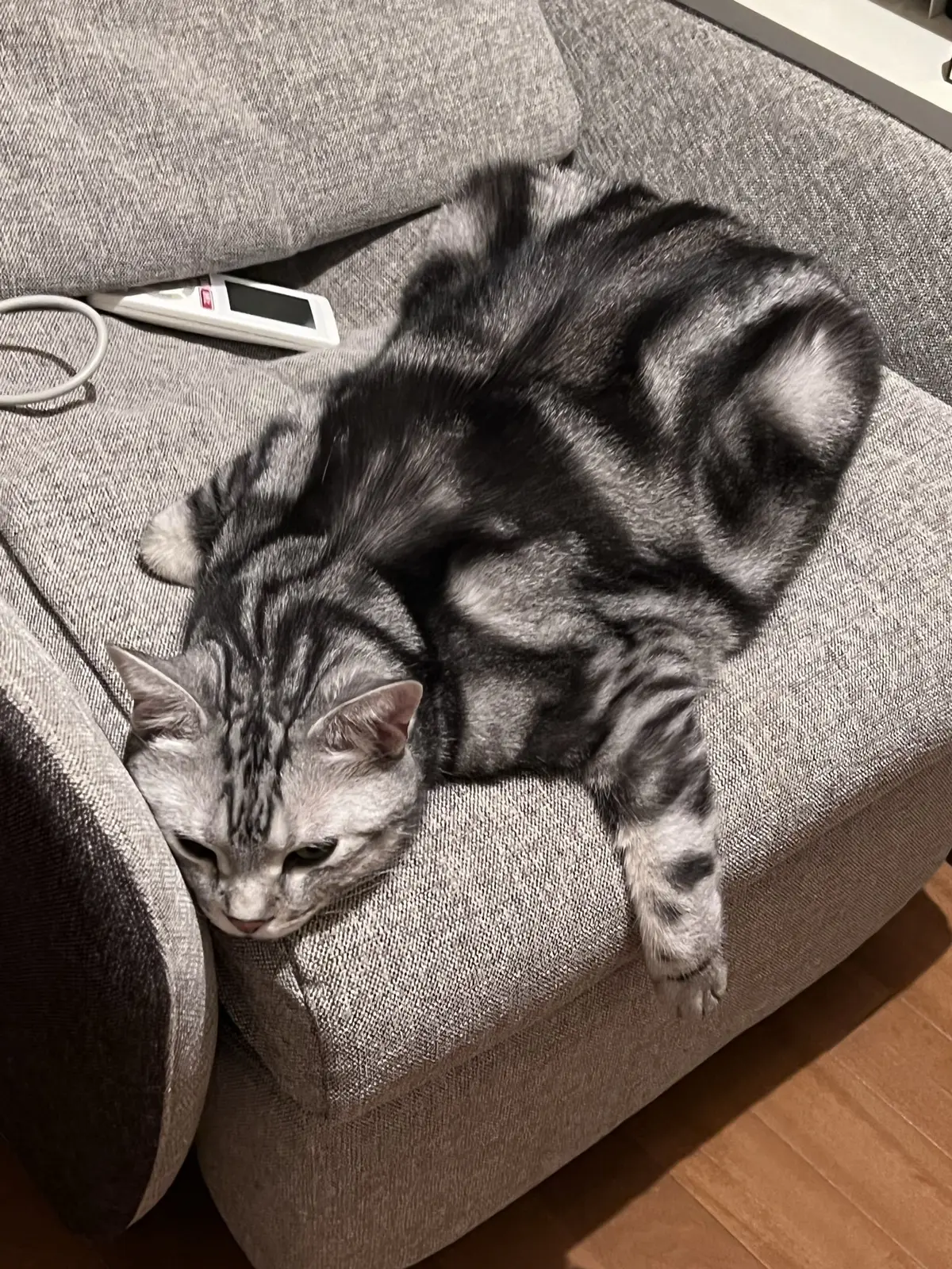 ソファからこぼれ落ちかけてるアラン