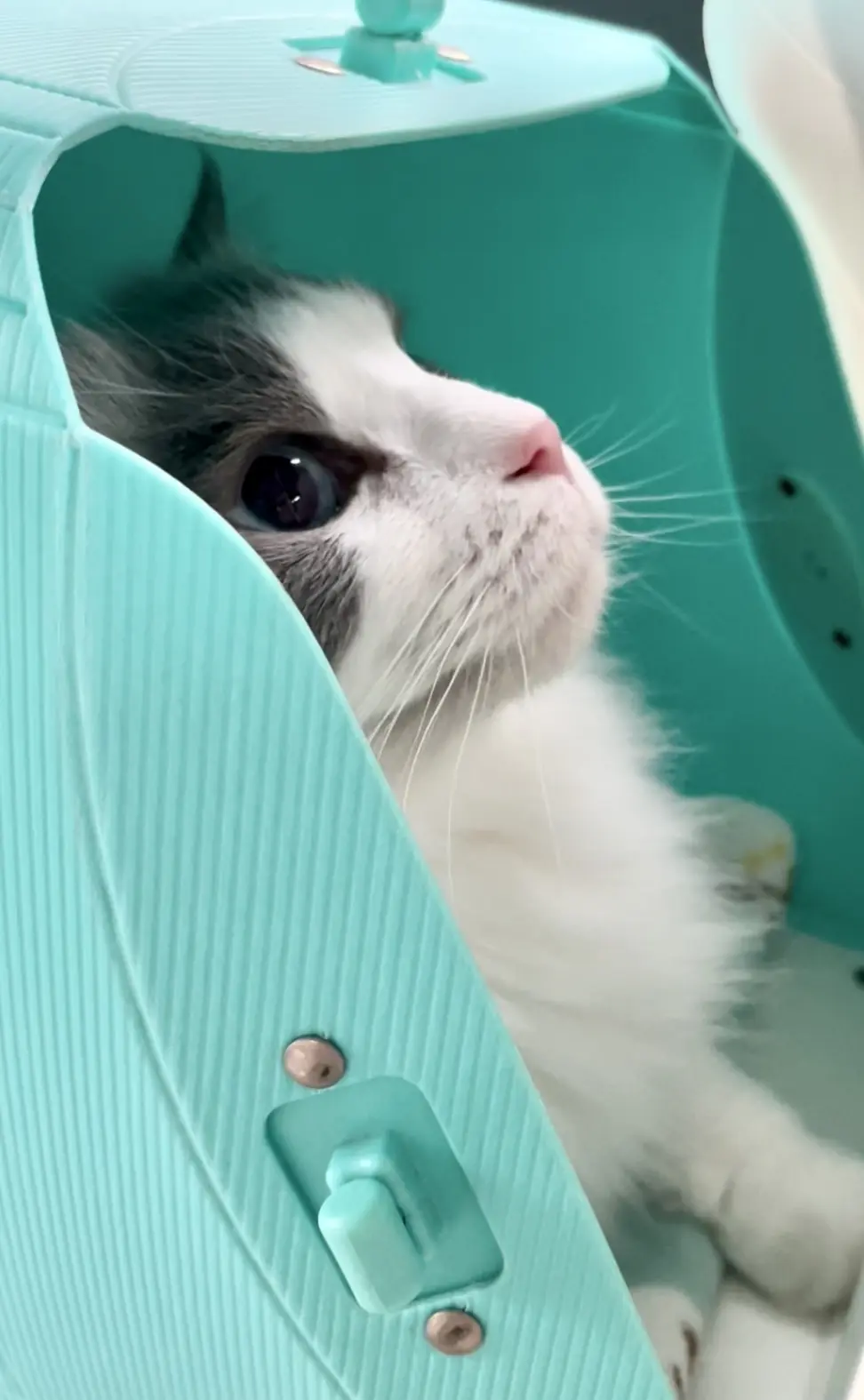 猫　下の子　病院へ移動中