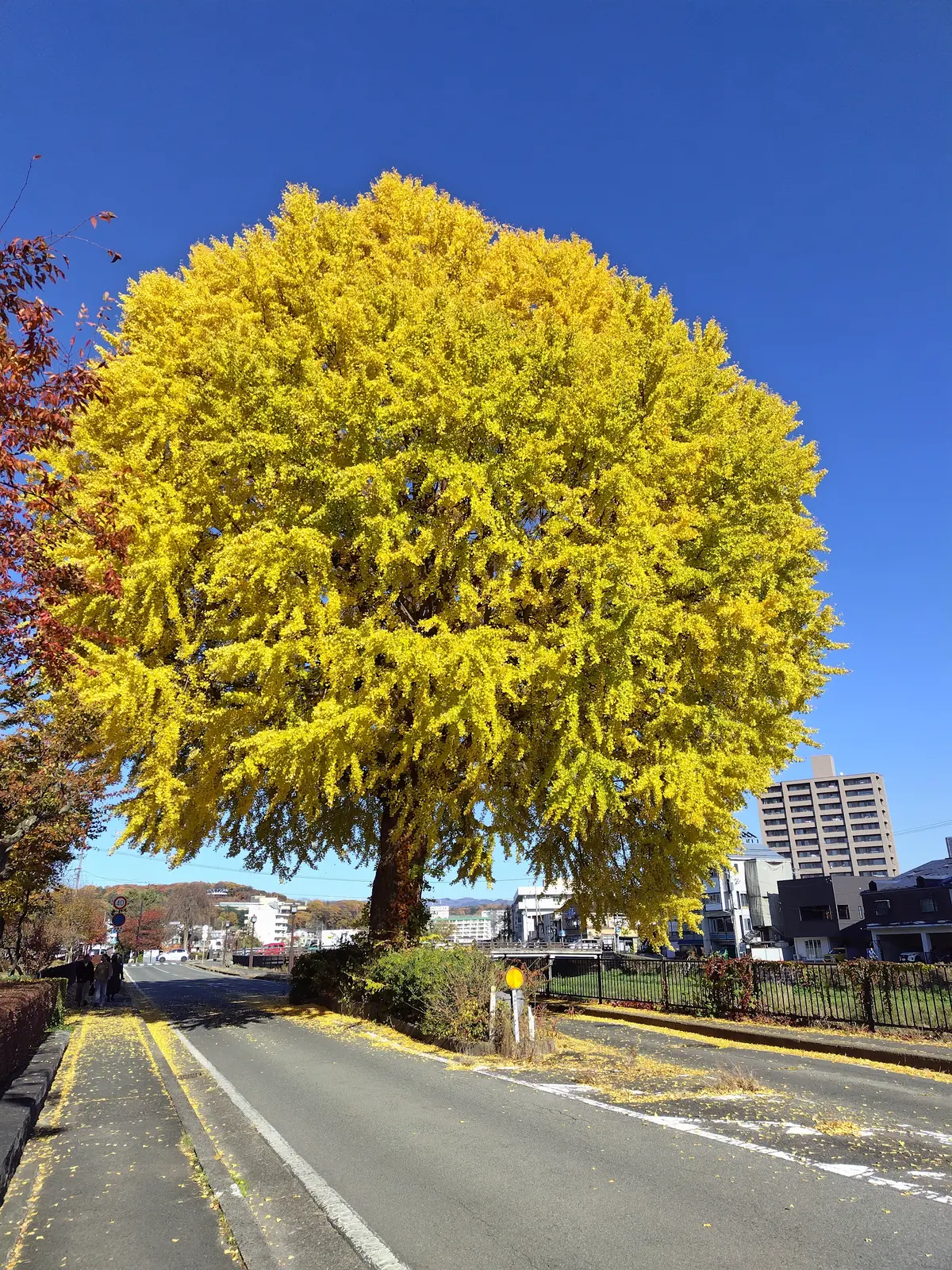 上の橋際のイチョウ