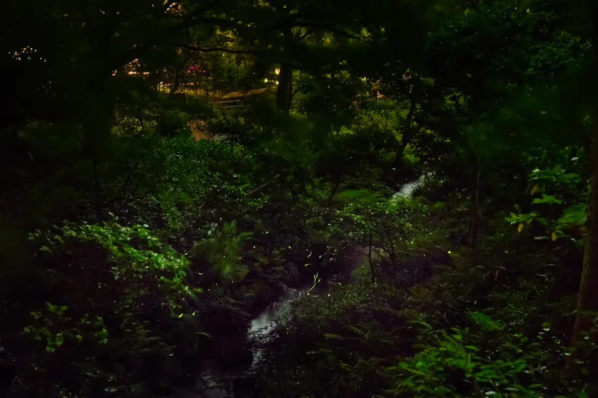 椿山荘　ほたるの夕べ　庭園