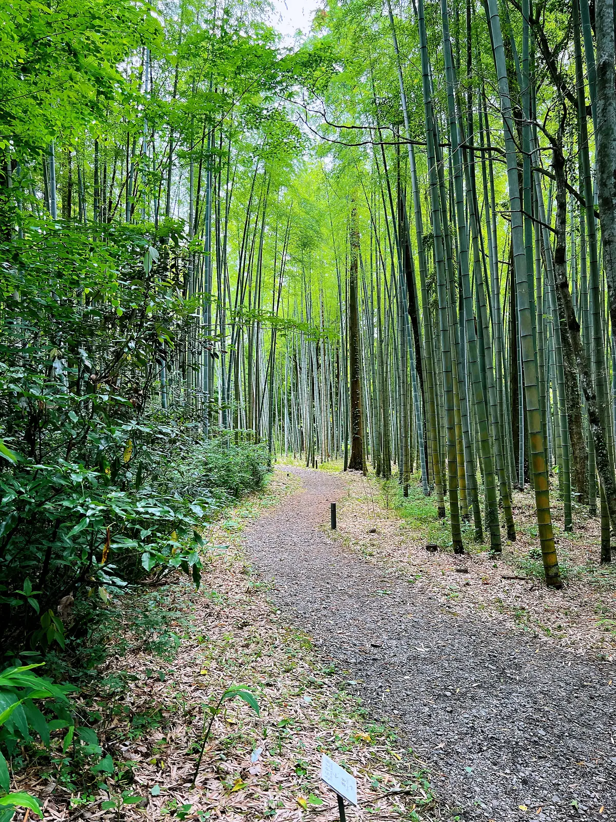 週末旅行観光スポット②の画像_9