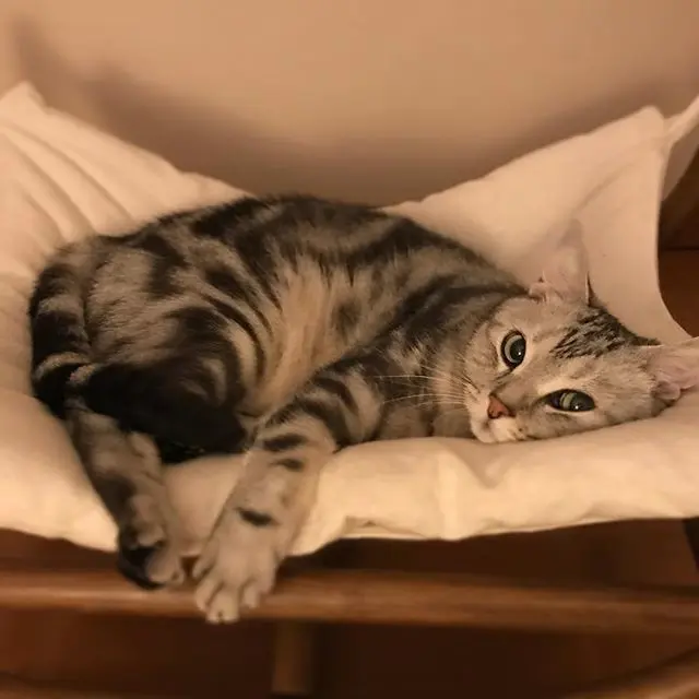 雨の日は二度寝に限るにゃの画像_1