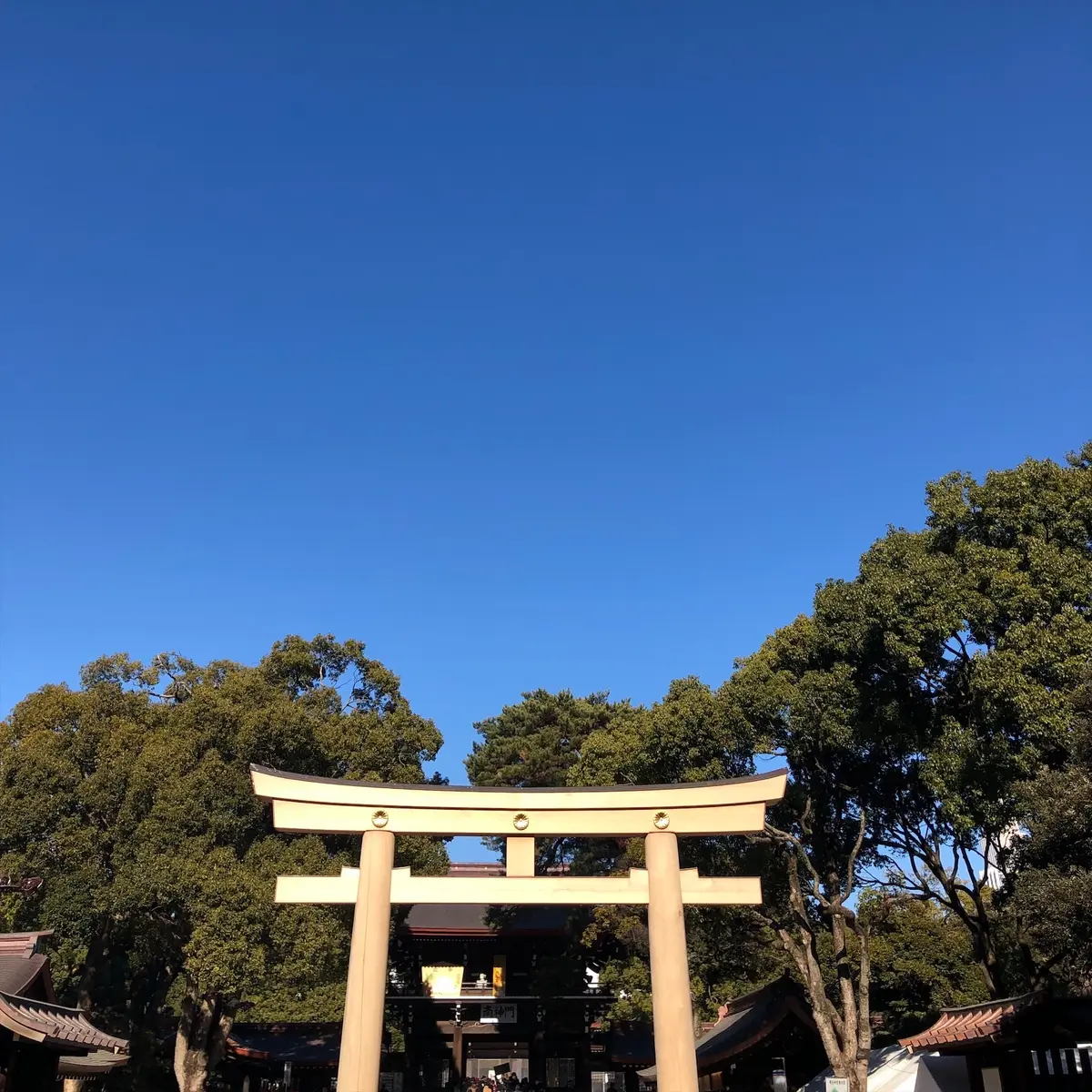 初詣は恒例の明治神宮への画像_4