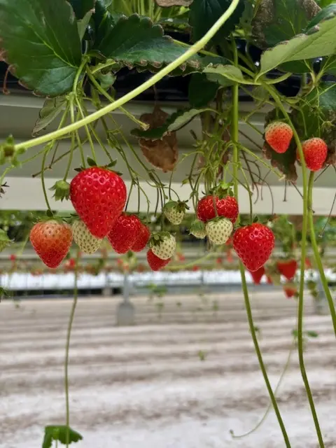 雨でも楽しいおでかけ♪いちご狩り＆道の駅の画像_5