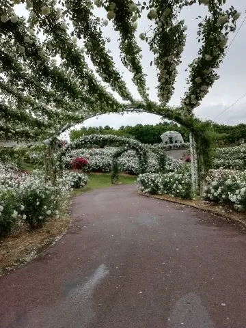 白いバラのアーチ