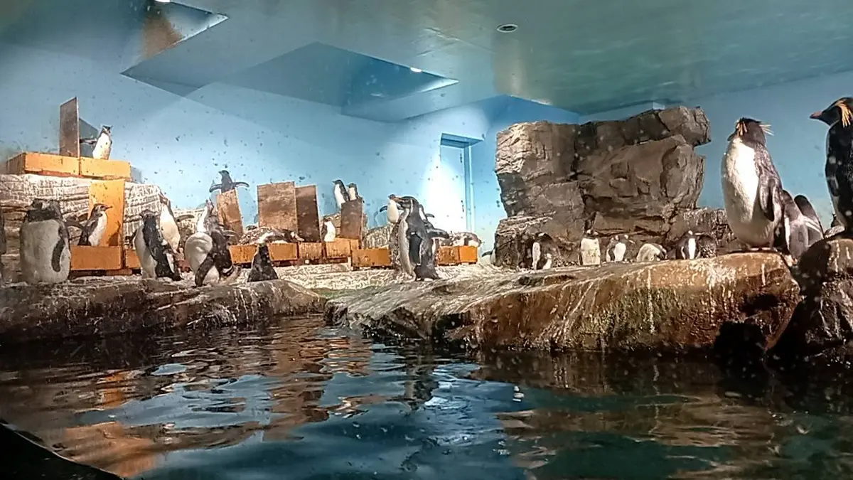 男鹿水族館GAOのペンギンさん