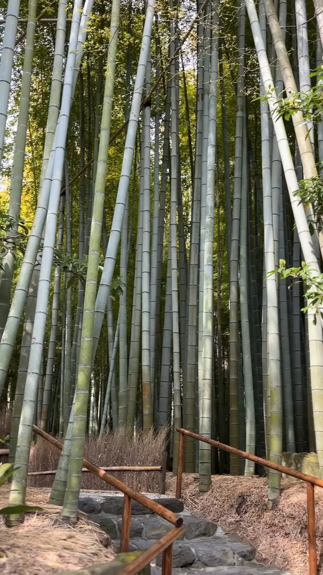 大人の遠足〜鎌倉編〜の画像_2