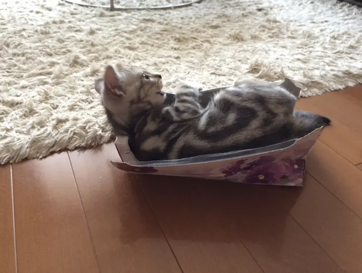 箱を壊すアラン