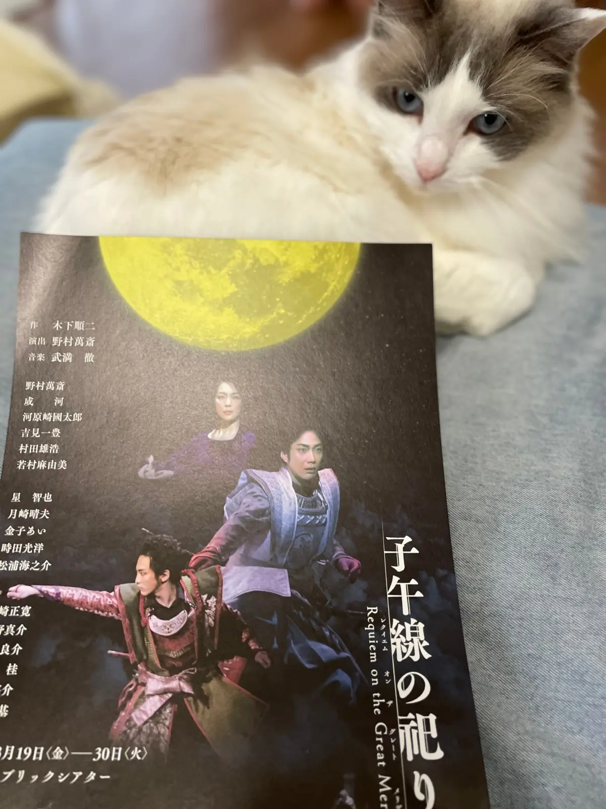 猫（上の子）とチラシ