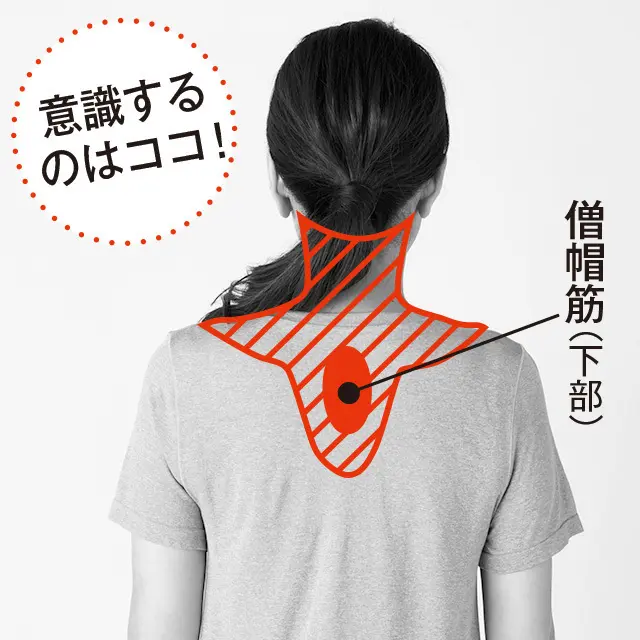 首の後ろ側から背中にかけて