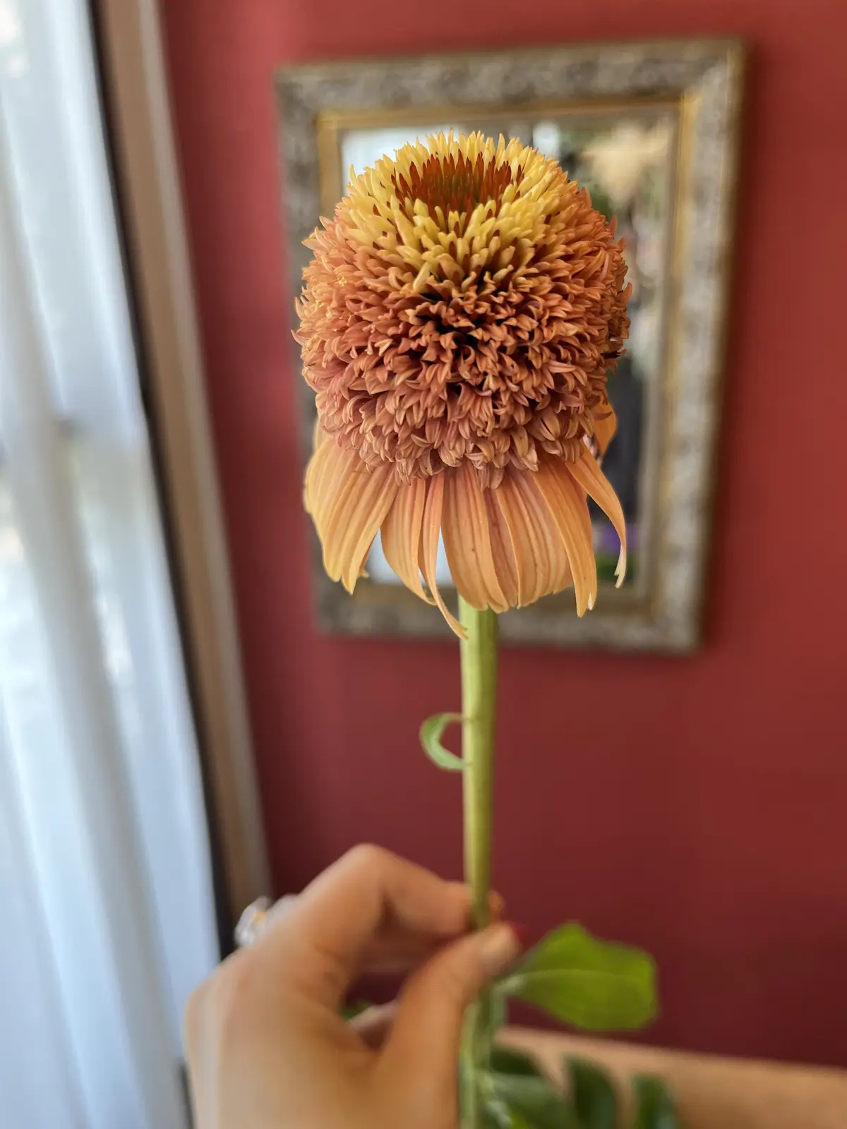 夏はやっぱり〝トロピカル〟なブーケでの画像_5