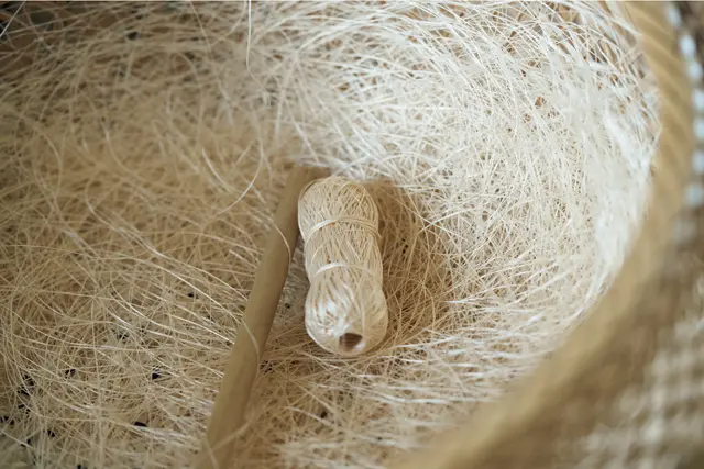 緯の地糸はよらずに手巻きをする。「ウンゾーキ」という竹かごに入れた苧の上に、繊維がもつれないよう糸を引き出していく
