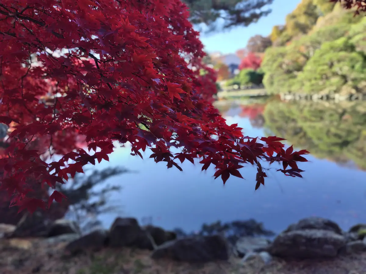 盛岡から、紅葉だよりをお届けします🎵の画像_8