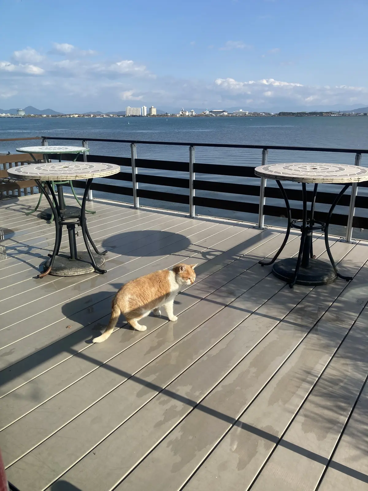 プチ・クリスマス気分を味わいに出かけましの画像_16