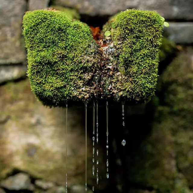 苔と水が生む日本独特の自然美や造形に出会える
