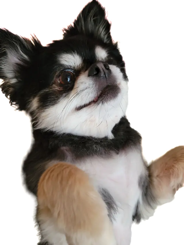 うちのワンコの画像_4