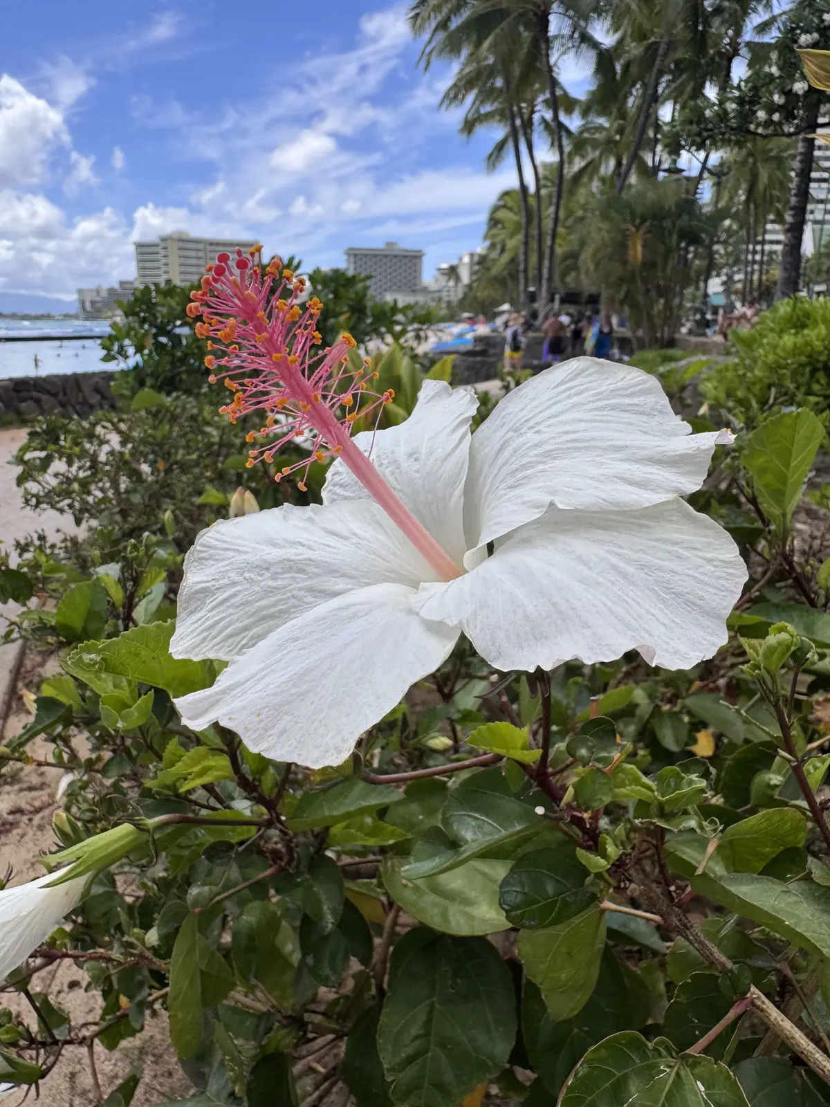 【Hawaii】ハワイを満喫♡大人の過ごの画像_21