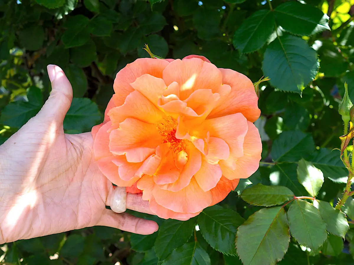 初夏の白ワンピコーデで♡ぎふワールド・ロの画像_7